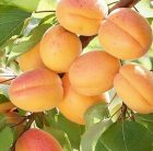 خرید نهال نهال زردآلو قیصی در سلماس در گروه خرید و فروش نهال در یکمیوه