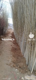 فروش نهال مثمر و غیرمثمر در دماوند در گروه خرید و فروش نهال میوه در یکمیوه
