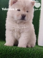 فروش سگ چاوچا و کیفیت فوق در گروه سگ و گربه در یکمیوه