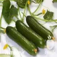 قیمت خرید گروبگ خیار گلخانه هیدروپونیک در تهران در گروه خرید و فروش بسته بندی نایلونی در یکمیوه