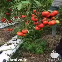 قیمت خرید گروبگ گوجه فرنگی در گروه خرید و فروش بسته بندی نایلونی در یکمیوه