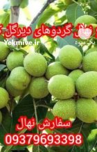 کاشت نهال گردو چندلر پیوندی در مشهد در حصارگرمخان در گروه خرید و فروش نهال گردو در یکمیوه