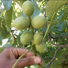 قیمت نهال گردو ژنوتیپ با گردو در چالوس در گروه خرید و فروش نهال گردو در یکمیوه