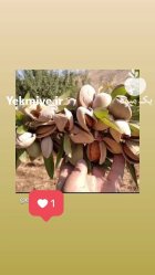 کاشت بادام دیمی آذرشکوفه مهدیزاده در گروه خرید و فروش نهال بادام در یکمیوه