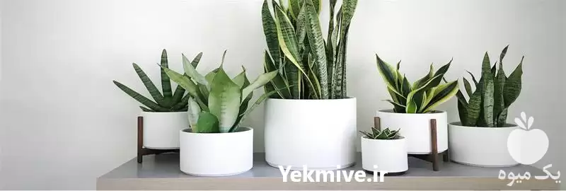 فروش عمده گلدان سفالی و سرامیکی در تهران در گروه خرید و فروش گیاهان زینتی در یکمیوه -عکس1