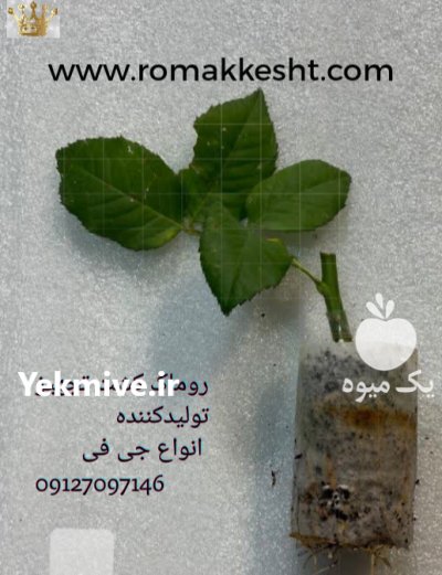 پرلیت فروش جیفی در گروه خرید و فروش انواع کود کشاورزی در یکمیوه -عکس1