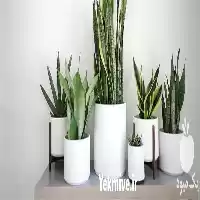 فروش عمده گلدان سفالی و سرامیکی در تهران در گروه خرید و فروش گیاهان زینتی در یکمیوه