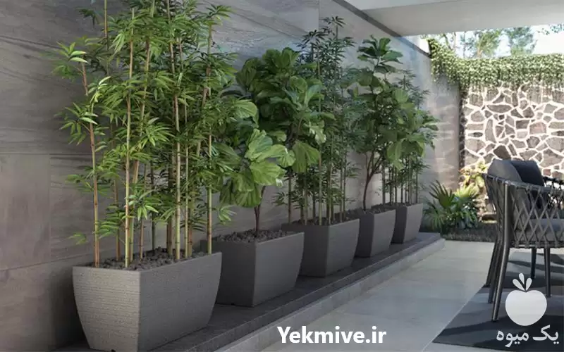 قیمت خرید فلاورباکس به همراه گیاه در تهران در گروه خرید و فروش گیاهان زینتی در یکمیوه -عکس1