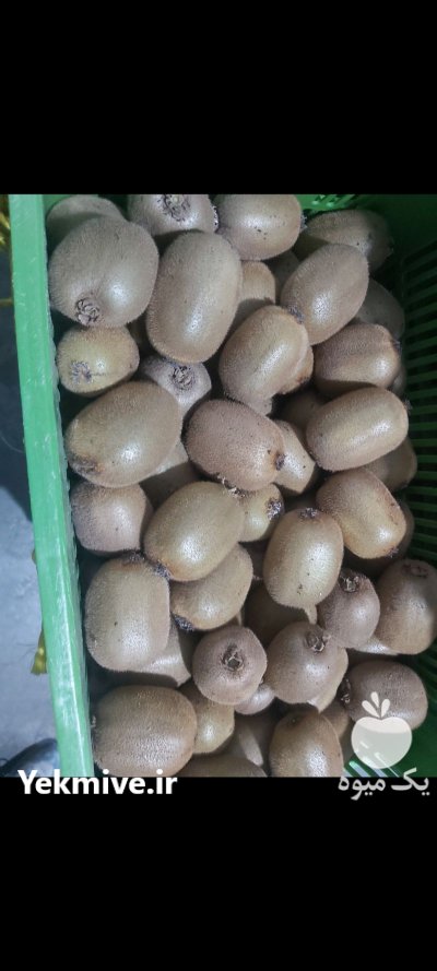 100 تن کیوی درشت بار در خرم آباد در گروه خرید و فروش کیوی در یکمیوه -عکس1