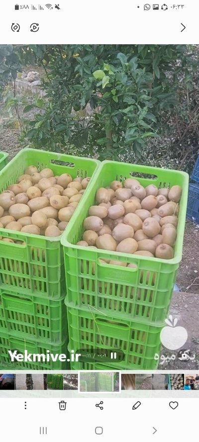 100 تن کیوی درشت بار در خرم آباد در گروه خرید و فروش کیوی در یکمیوه -عکس2