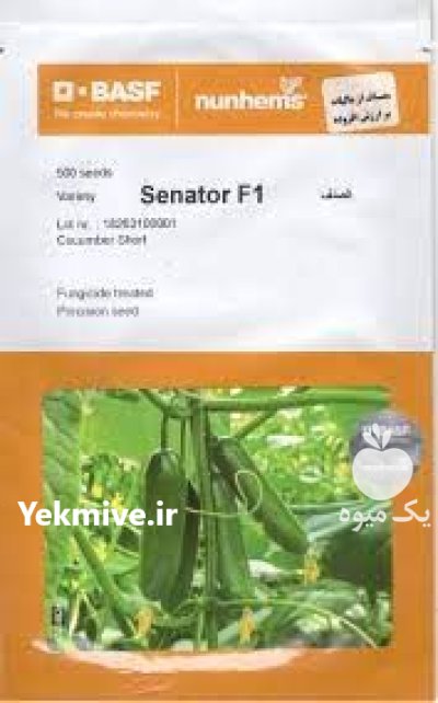 بذر خیار سناتور در اصفهان در گروه خرید و فروش بذر خیار در یکمیوه -عکس1