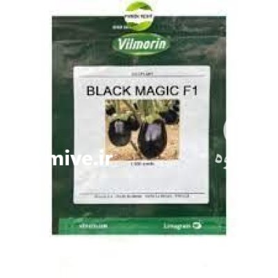 بذر بادمجان بلک مجیک در زاهدان در گروه خرید و فروش بذر بادمجان در یکمیوه -عکس1