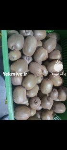 100 تن کیوی درشت بار در خرم آباد