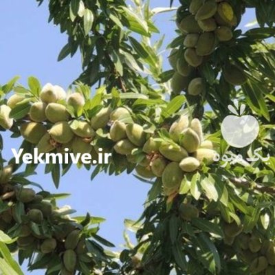فروش نهال پیوندی بادام یاماقا دیر در تبریز در گروه خرید و فروش نهال بادام در یکمیوه -عکس1
