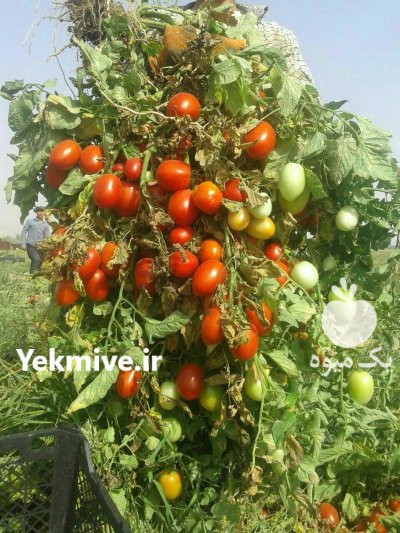 بذر گوجه ناسادت نانهمز در گروه خرید و فروش بذر گوجه در یکمیوه -عکس2