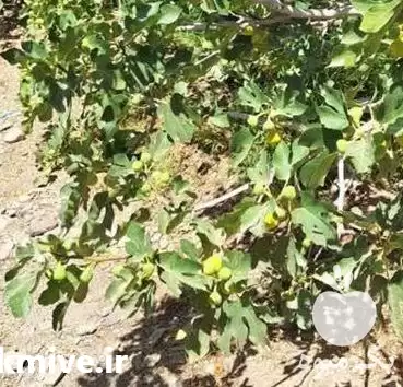 فروش انواع نهال در نشتیفان در گروه خرید و فروش نهال در یکمیوه -عکس1