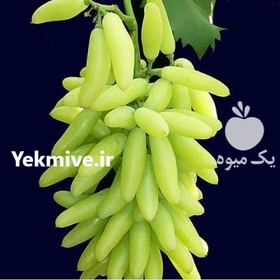 نهال انگورخارجی ایرانی کاشت هرس نهال در صفاشهر در گروه خرید و فروش نهال انگور در یکمیوه -عکس1