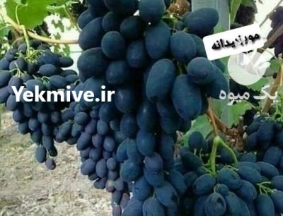 نهال انگورخارجی ایرانی کاشت هرس نهال در صفاشهر در گروه خرید و فروش نهال انگور در یکمیوه -عکس3