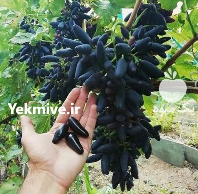 نهال انگورخارجی ایرانی کاشت هرس نهال در صفاشهر در گروه خرید و فروش نهال انگور در یکمیوه -عکس4