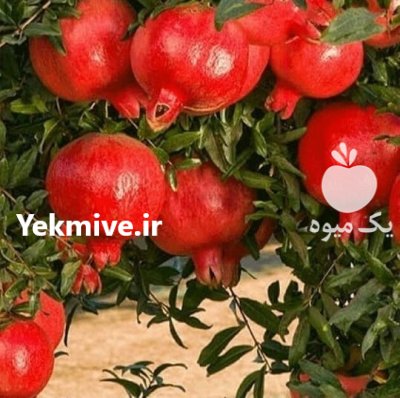 بهترین زمان کاشت نهال گردو پیوندی در میانه در گروه خرید و فروش نهال گردو در یکمیوه -عکس2