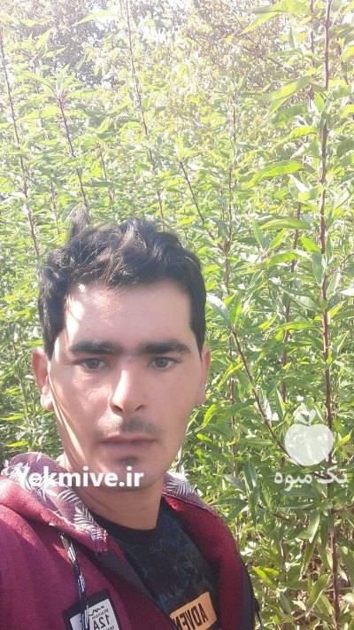 فروش نهال پیوندی بادام یاماقا دیر در تبریز در گروه خرید و فروش نهال بادام در یکمیوه -عکس2