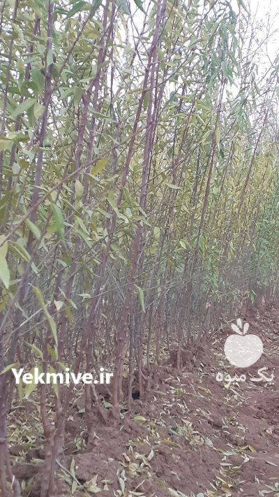 فروش نهال پیوندی بادام یاماقا دیر در تبریز در گروه خرید و فروش نهال بادام در یکمیوه -عکس3