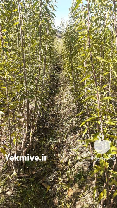 فروش نهال پیوندی بادام یاماقا دیر در تبریز در گروه خرید و فروش نهال بادام در یکمیوه -عکس4