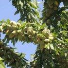 فروش نهال پیوندی بادام یاماقا دیر در تبریز در گروه خرید و فروش نهال بادام در یکمیوه