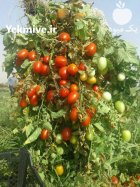 بذر گوجه ناسادت نانهمز در گروه خرید و فروش بذر گوجه در یکمیوه