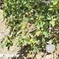 فروش انواع نهال در نشتیفان در گروه خرید و فروش نهال در یکمیوه