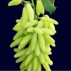 نهال انگورخارجی ایرانی کاشت هرس نهال در صفاشهر در گروه خرید و فروش نهال انگور در یکمیوه