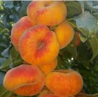 نهال گردو با زردآلو و بادام کاشت در تهران در گروه خرید و فروش نهال گردو در یکمیوه