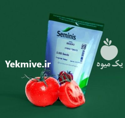 فروش بذر گوجه بدرو سمینیس آمریکا در اهواز در گروه خرید و فروش بذر گوجه در یکمیوه -عکس1