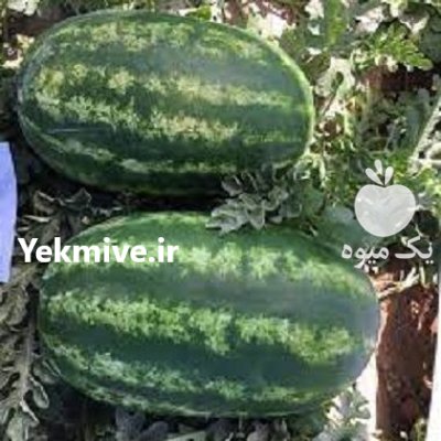 بذر هندوانه آستراخان آستاراخان سینجنتا در زارچ در گروه خرید و فروش بذر هندوانه در یکمیوه -عکس1