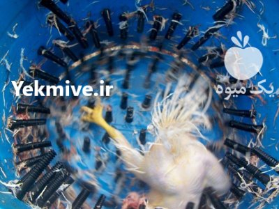 فروش دستگاه پرکن طیور پرقدرت در خرم آباد در گروه تجهیزات مرغداری در یکمیوه -عکس3