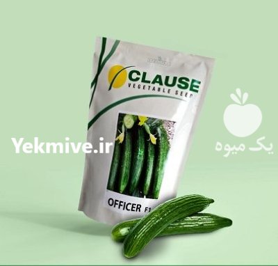 فروش بذر خیار Officer F 1 CLAUSE در اهواز در گروه خرید و فروش بذر خیار در یکمیوه -عکس1