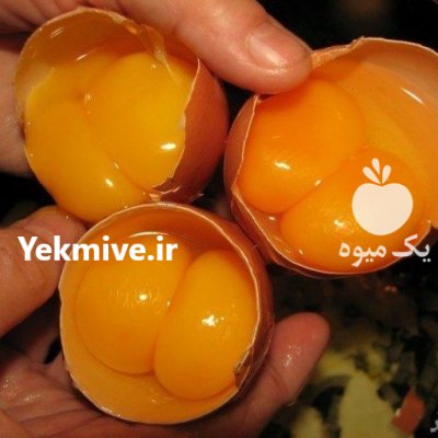 تخم مرغ بومی دو زرده در اصفهان در گروه مرغ و خروس و بوقلمون و اردک قو قاز در یکمیوه -عکس1