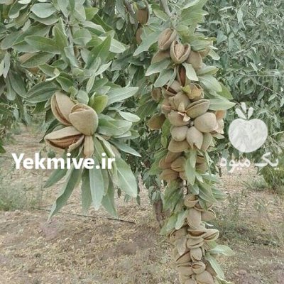 کاشت نهال بادام دیمی کم آب در تبریز در گروه خرید و فروش نهال بادام در یکمیوه -عکس4