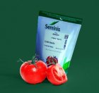 فروش بذر گوجه بدرو سمینیس آمریکا در اهواز در گروه خرید و فروش بذر گوجه در یکمیوه