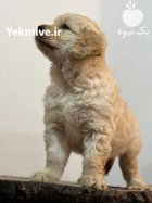 فروش گلدن رتریور طلایی دارچینی در تهران در گروه حیوانات خانگی در یکمیوه