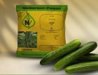 بذر خیار شهاب نیکرسون ارسال در اهواز در گروه خرید و فروش بذر خیار در یکمیوه