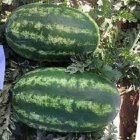 خرید بذر هندوانه شوگر بیبی آگوستا در گرگان در گروه خرید و فروش بذر هندوانه در یکمیوه