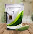 فروش بذر کدو CLARITA SL 5.1 در گروه خرید و فروش بذر کدو در یکمیوه