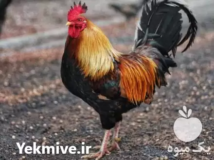 فروش جوجه خروس بومی و خروس در تهران در گروه مرغ و خروس و بوقلمون و اردک قو قاز در یکمیوه -عکس1