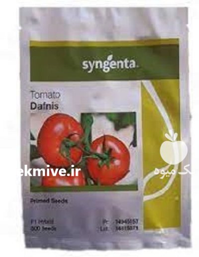 بذر گوجه گلخانه ای دافنیس در گروه خرید و فروش بذر گوجه در یکمیوه -عکس1