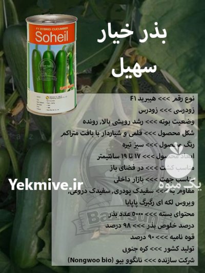 بذر خیار سهیل در کرج در گروه خرید و فروش بذر خیار در یکمیوه -عکس1