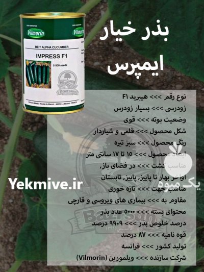 بذر خیار ایمپرس در کرج در گروه خرید و فروش بذر خیار در یکمیوه -عکس1