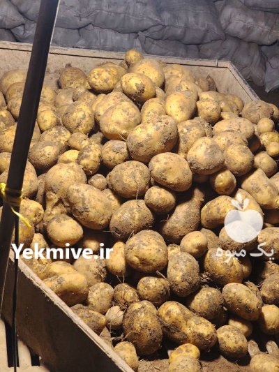 خرید و فروش محصولات کشاورزی ابوالفضل خورشیدی در همدان در گروه خرید و فروش محصولات کشاورزی در یکمیوه -عکس2