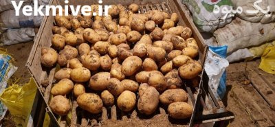 خرید و فروش محصولات کشاورزی ابوالفضل خورشیدی در همدان در گروه خرید و فروش محصولات کشاورزی در یکمیوه -عکس3