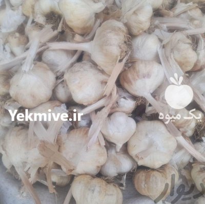 خرید و فروش محصولات کشاورزی ابوالفضل خورشیدی در همدان در گروه خرید و فروش محصولات کشاورزی در یکمیوه -عکس4